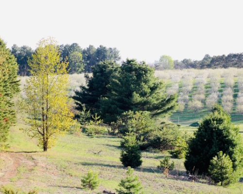 backside of spruce ridge