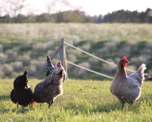 chickens