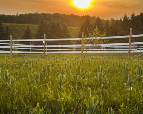 sunset in pasure